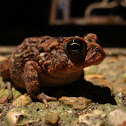 Toad