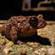 Toad