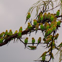 Budgerigar