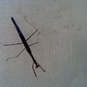 long praying mantis