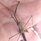 Mantis