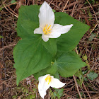 Trillium