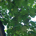 Kobushi magnolia