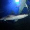 Grey Reef Shark