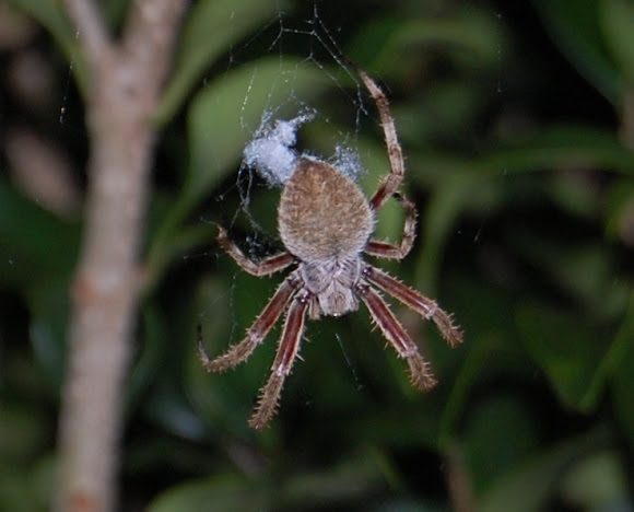 Spotting Image 1