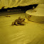Tree frog