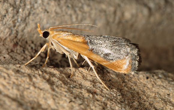 Spotting Image 1
