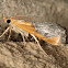 Sooty-Winged Chalcoela