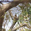 Western Red Colobus