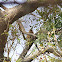 Western Red Colobus