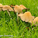mushrooms