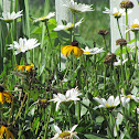 Black Eyed Susans And Daisies