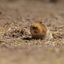 Big-headed Mole Rat
