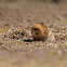 Big-headed Mole Rat