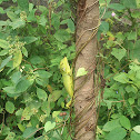 Chameleon