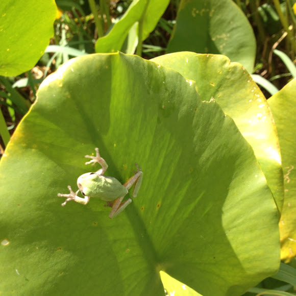 Spotting Image 1