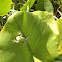 Grey Tree Frog Complex