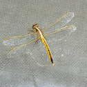 Needham's Skimmer dragonfly