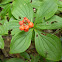 Bunchberry Dogwood