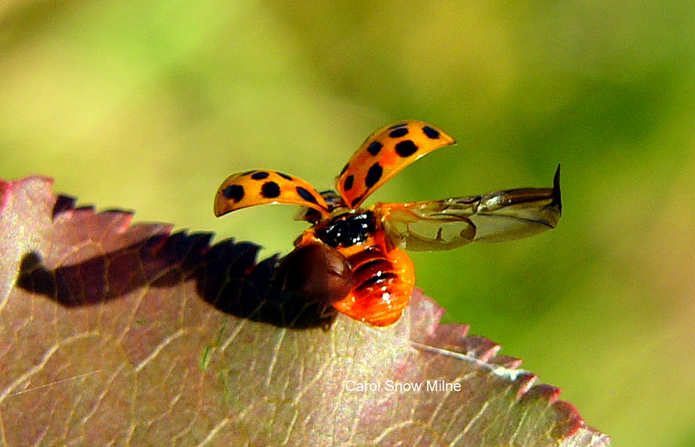 Asian Lady Beetle