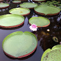Victoria Amazonica
