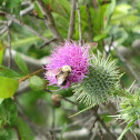 Thistle