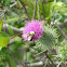 Thistle