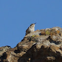 Rock Wren