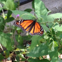 Monarch