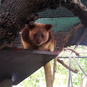 Goodfellows tree kangaroo