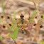 Calico Pennant