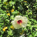 Rosa china