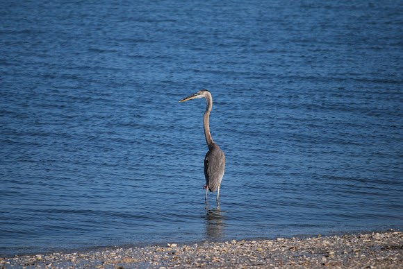 Spotting Image 1
