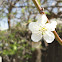Plum Blossom