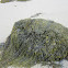 bladderwrack seaweed