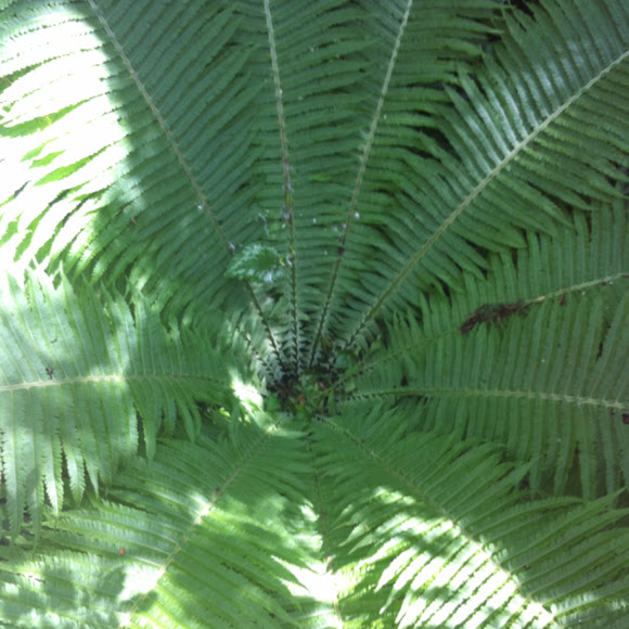 Spotting Image 1