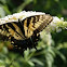 Swallowtail