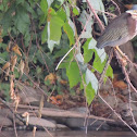 Green Heron