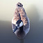 Canadian Goose