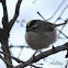 Golden-crowned Kinglet