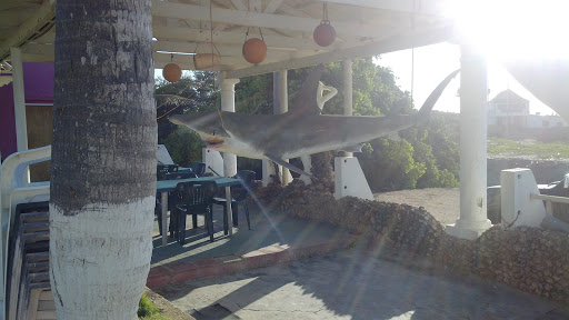 Tiburon Disecado