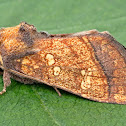 Cow Parsnip Borer Moth