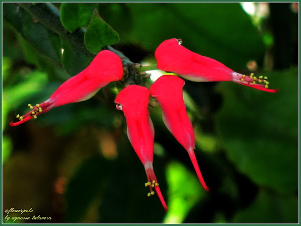 Japanese Poinsettia | Project Noah