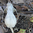 Raccoon Skull
