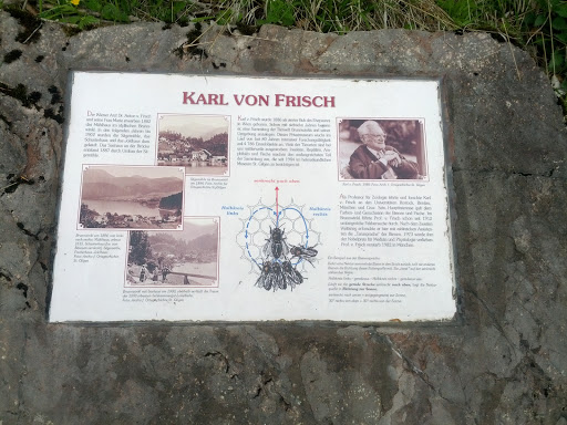 Karl von Frisch Schautafel