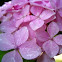 Hydrangea