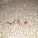 Copper Head