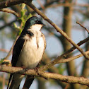 Tree Swallow