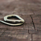 Blind worm baby