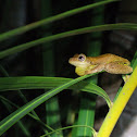 Tyler's Tree Frog